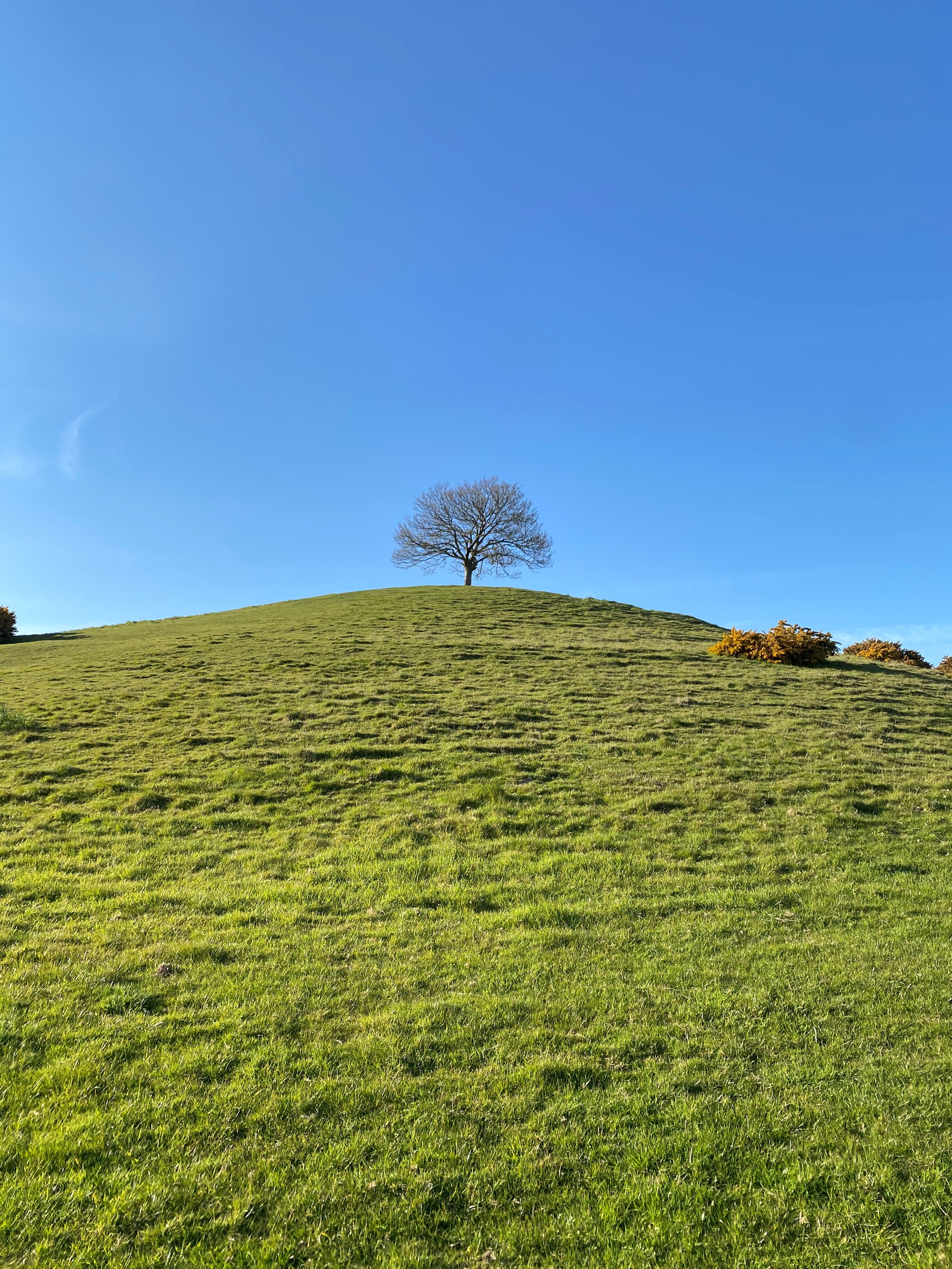 Burrow Hill - a single tree sits on top of a hill in the sunshine